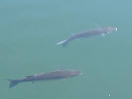 Image result for Chelon labrosus