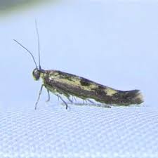 Attēlu rezultāti vaicājumam “Scythris limbella”