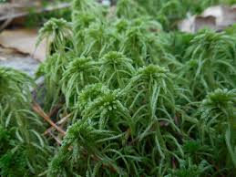 Attēlu rezultāti vaicājumam “Sphagnum girgensohnii”