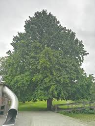 Attēlu rezultāti vaicājumam “Corylus colurna”