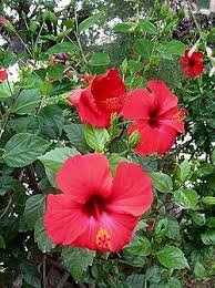 Attēlu rezultāti vaicājumam “Malvaceae”