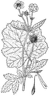Attēlu rezultāti vaicājumam “Geum urbanum leaf”