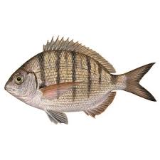 Image result for Diplodus puntazzo