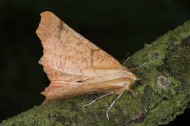 Attēlu rezultāti vaicājumam “Ennomos autumnaria male”