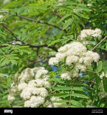 Attēlu rezultāti vaicājumam “Sorbus aucuparia flower”