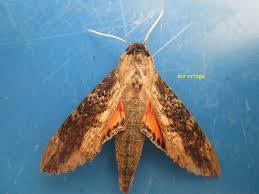 Attēlu rezultāti vaicājumam “Badhamiopsis ainoae macro”