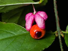 Attēlu rezultāti vaicājumam “Euonymus verrucosus fruit”