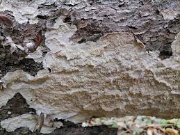 Attēlu rezultāti vaicājumam “Phlebia centrifuga”