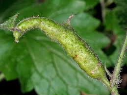 Attēlu rezultāti vaicājumam “Lasioptera rubi”