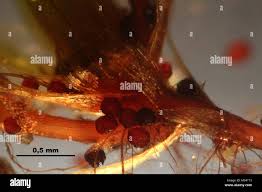 Attēlu rezultāti vaicājumam “Bryum rubens”