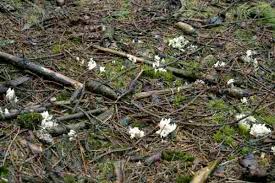 Attēlu rezultāti vaicājumam “Sclerophora pallida”