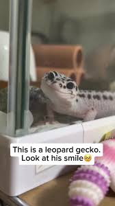 Image result for gravidity leopard gecko