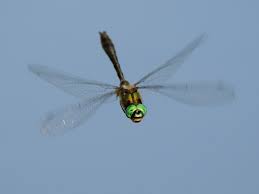 Attēlu rezultāti vaicājumam “Cordulidae”