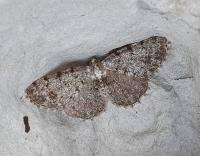 Attēlu rezultāti vaicājumam “Aethalura punctulata”