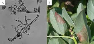 Attēlu rezultāti vaicājumam “Vicia faba leaf”