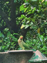 Image result for Psittacula krameri