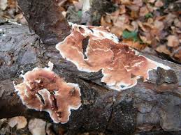 Attēlu rezultāti vaicājumam “Gloeoporus taxicola”