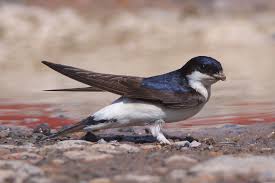 Attēlu rezultāti vaicājumam “Delichon urbicum”