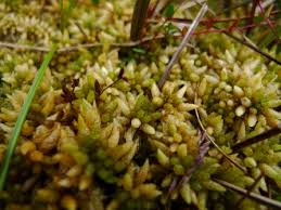 Attēlu rezultāti vaicājumam “Sphagnum papillosum”