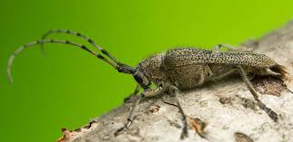 Attēlu rezultāti vaicājumam “Saperda carcharias”