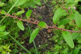 Attēlu rezultāti vaicājumam “Chenopodium polyspermum leaf”