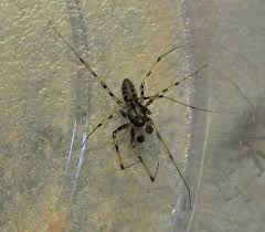 Attēlu rezultāti vaicājumam “Linyphiidae”