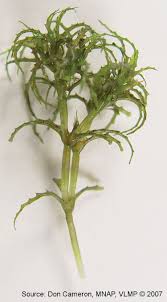 Attēlu rezultāti vaicājumam “Najas minor leaf”