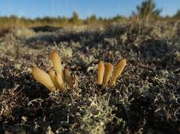 Attēlu rezultāti vaicājumam “Clavaria argillacea”