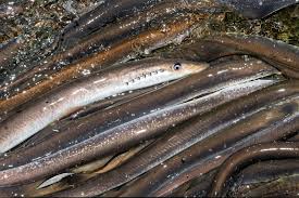 Image result for Lampetra fluviatilis