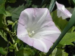 Attēlu rezultāti vaicājumam “Calystegia sepium flower”