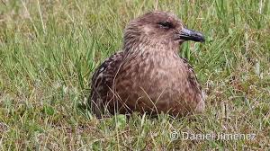 Image result for Stercorarius skua