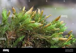 Attēlu rezultāti vaicājumam “Hygroamblystegium varium sporophyte”