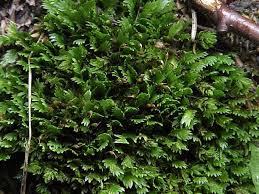 Attēlu rezultāti vaicājumam “Fissidens bryoides”