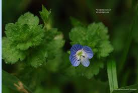 Attēlu rezultāti vaicājumam “Veronica persica flower”