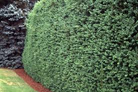 Attēlu rezultāti vaicājumam “Buxus sempervirens”
