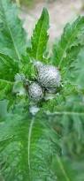 Attēlu rezultāti vaicājumam “Carduus crispus leaf”