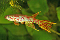 Image result for Aphyosemion