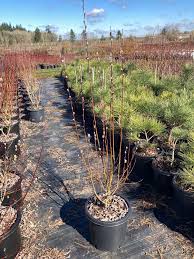 Attēlu rezultāti vaicājumam “Salix”