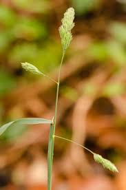 Attēlu rezultāti vaicājumam “Dactylis glomerata subsp. glomerata”