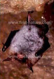 Attēlu rezultāti vaicājumam “Myotis nattereri”