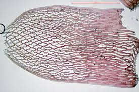 Attēlu rezultāti vaicājumam “Sphagnum russowii”