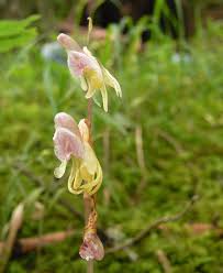 Attēlu rezultāti vaicājumam “Epipogium aphyllum”