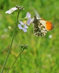 Attēlu rezultāti vaicājumam “Anthocharis cardamines”