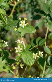 Attēlu rezultāti vaicājumam “Bryonia alba flower”