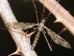 Attēlu rezultāti vaicājumam “Epiphragma ocellare”