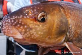 Image result for Moxostoma carinatum
