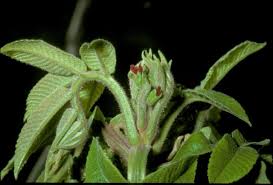 Attēlu rezultāti vaicājumam “Juglans cinerea”