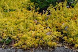 Attēlu rezultāti vaicājumam “Sedum rupestre”