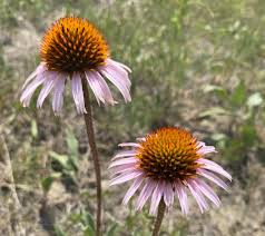 Image result for Echinacea angustifolia