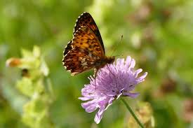 Attēlu rezultāti vaicājumam “Boloria titania”